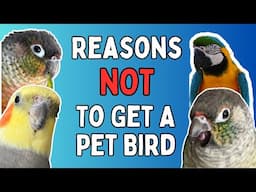 Pet Birds - Reasons NOT To Get A Pet Parrot | TheParrotTeacher