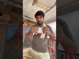 Cockatiel birds male female difference #shorts #birds #lovebirds #cockatiel #viralvideo #wildlife