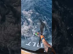 So Many Marlin! The West Coast is ON FIRE 🔥