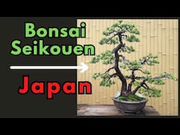 Bonsai Seikouen Tokyo Japan Walkthrough