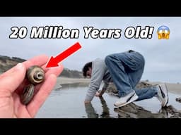 20 Million Year Old Animal Found on Beach! 🤯