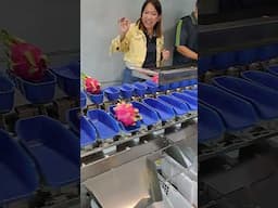 เครื่องคัดผลไม้ คัดแก้วมังกร คัดเกรด ตามน้ำหนัก แบบสายพานกระบะ บอดี้สแตนเลส304 By goldenpack
