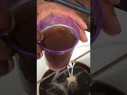 Compost Tea: Unlock Your Garden's Microbe Powerhouse! #summeronshorts