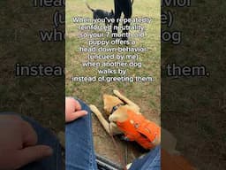 Neutrality Around Dogs 🫡
