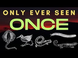 Seen Once and then Gone - 5 Species that are Missing