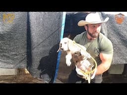 USA Vets Confront Korean Dog Meat Farmers And Things Get Tense