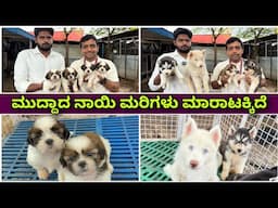 ಎಲ್ಲಾ ತಳಿ ಲಭ್ಯ | puppies for sale, puppies for sale in bangalore, husky, golden retriever & shihtzu