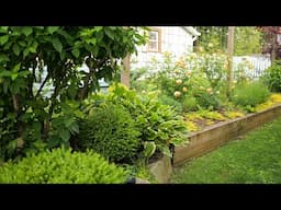 May garden tour🌿 Hydrangeas, roses, alliums and lots of green!