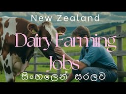 Dairy Farming New Zealand /#ගව පාලනය   #sl life in new zealand @NewZealand.Diaries#farming #farmer
