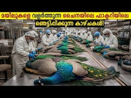 ചൈനയിലെ കോടികൾ കൊയ്യുന്ന മയിൽ കൃഷി!😱Peacock Farming-How China Earns Millions From Peafowl | Storify