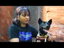 Protecting Bali’s Dogs: A Community-Led Journey of Hope