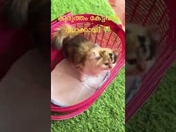 😂 #song #love #music #arrahman #pets #cat #yourcat ✅
