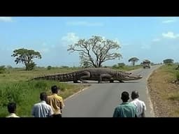 This Crocodile Killed 300 People and Was Never Caught
