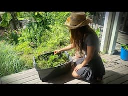 I Placed One Tiny Water Plant, and This Happened! Medaka Crate Pond