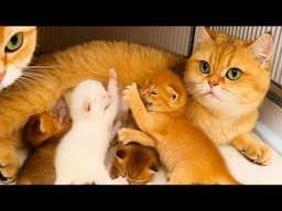 Kittens drink mother's milk, ask mother to feed them - Video of cats and animals
