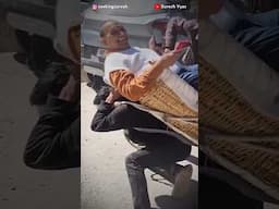 Reality of human rides vs animal rides