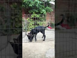 Belgian Malinois 7417645747@UnleashD