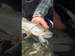 The size of flies for these trout are MASSIVE