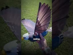 My "trained" robot eagle 😂