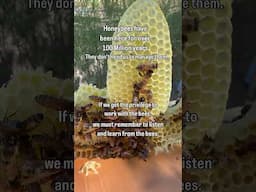 100 Millions years of Honeybees