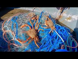 Commercial Spider Crab Netting - 2025 Crab Season has Started !