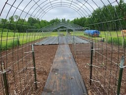 THE FARMSTEAD. The Garden is Planted. Pigs are in the new pen. New Rooster. Farmhouse cooking.
