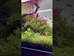 60cm Nature Aquarium, Eheim Clearscape 73, powered by Twinstar 600s #aquascaping #aquascape