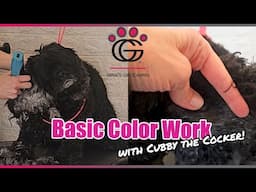 Basic Color Work with Cubby the Cocker: Dying premature greying back to black with OPAWZ safe color