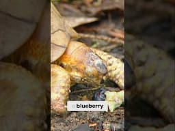Turtle Rescue Story | Zoboomafoo