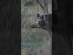 Texans know how to manage feral hogs. @TheElementWild