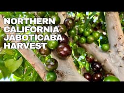 Sabara Jaboticaba  Tree - Tips on Growing And Fruiting in Northern California