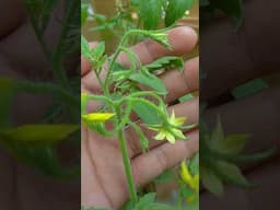 Method to grow tomatoes. Not everyone wants to tell you short #garden #gardening