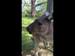No one hops to it like a mob of kangaroos!