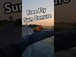 Free Fly Parrot #sunconure #feeefly #freeflightparrot #viralparrot #shorts