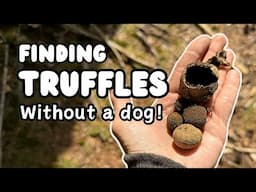 Truffle Hunting without a dog | UK Fungi Foraging