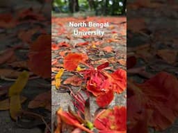 North Bengal University #siliguri #shorts #youtubeshorts