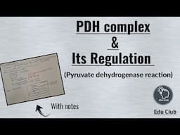 PDH - Pyruvate dehydrogenase complex | Regulation || Carbohydrate metabolism || Biochemistry