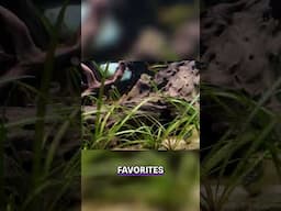 Top Plant and Fish Combos You Must Try