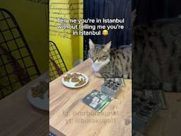 Funny cats of Istanbul 😻 #cat #kedi #funny #istanbul #withouttellingme