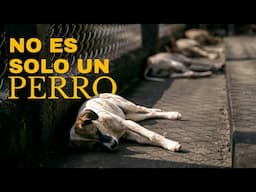 El abandono animal revela una crisis profunda en la sociedad| Filosofía estóica