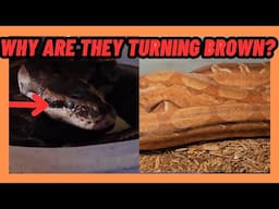 Why Are My Snakes Turning BROWN?