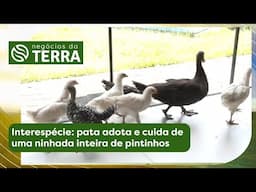 Interespécie: pata adota ninhada inteira de pintinhos | Negócios da Terra (14/06/2025)
