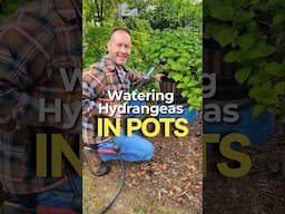 Keep Your Container #Hydrangeas From Dying With THIS One Simple #Watering Trick