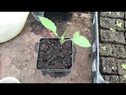Dahlia Cuttings Update Video, How To Take Dahlia Cuttings