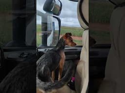 Cachorrinha curiosa 😍