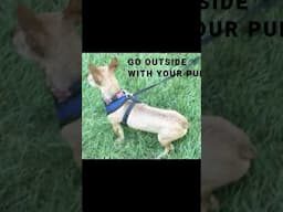 Puppy Potty Training Outside Success #puppytrainingtips #puppypottytraining #puppy