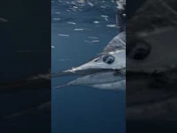 Fish Forever season2 starts soon