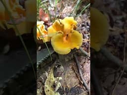Picking Chanterelles #mushroom #swamp #foraging #survival #survivalskills #viralvideo