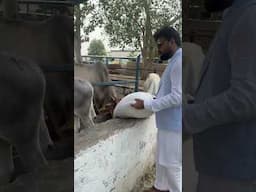 गौशाला- the place of peace #Vastu