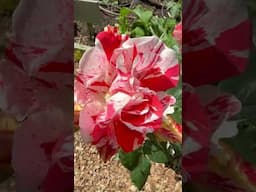 Watch my personal growing review of Rose ‘ hanky-panky’ from @PeterBealesRoses now #gardenerben